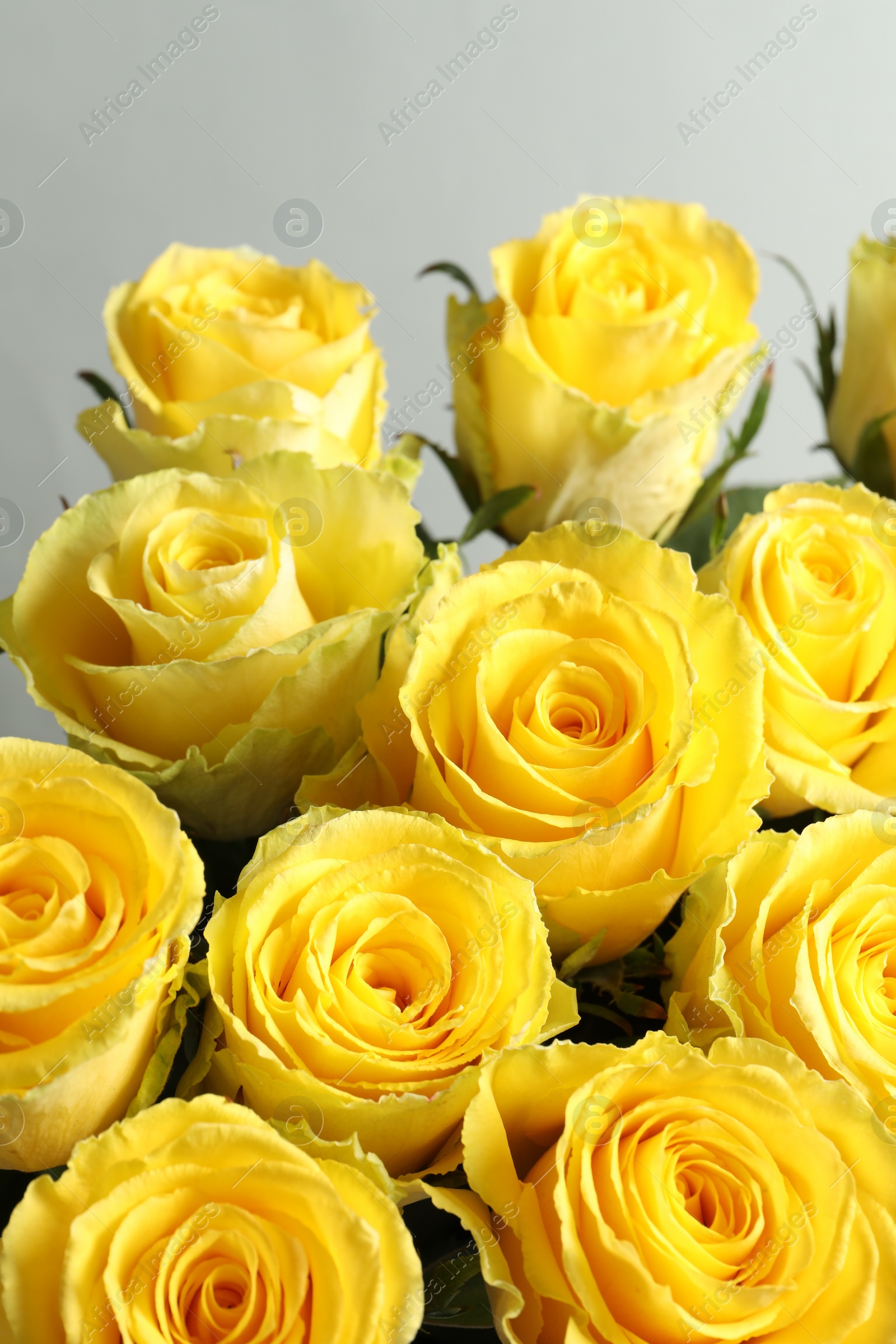 Photo of Beautiful bouquet of yellow roses on light grey background, closeup