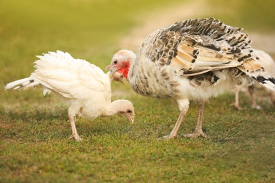 Photo of Domestic turkeys on green grass. Poultry farming