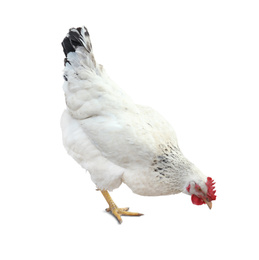 Beautiful chicken on white background. Domestic animal