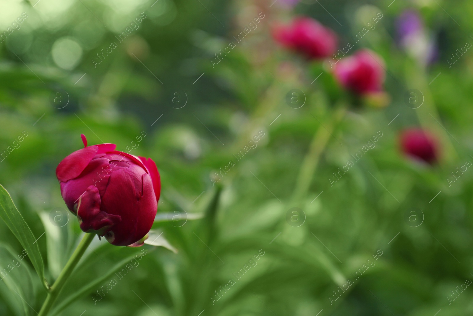 Photo of Beautiful burgundy peony bud on bush outdoors, closeup. Space for text