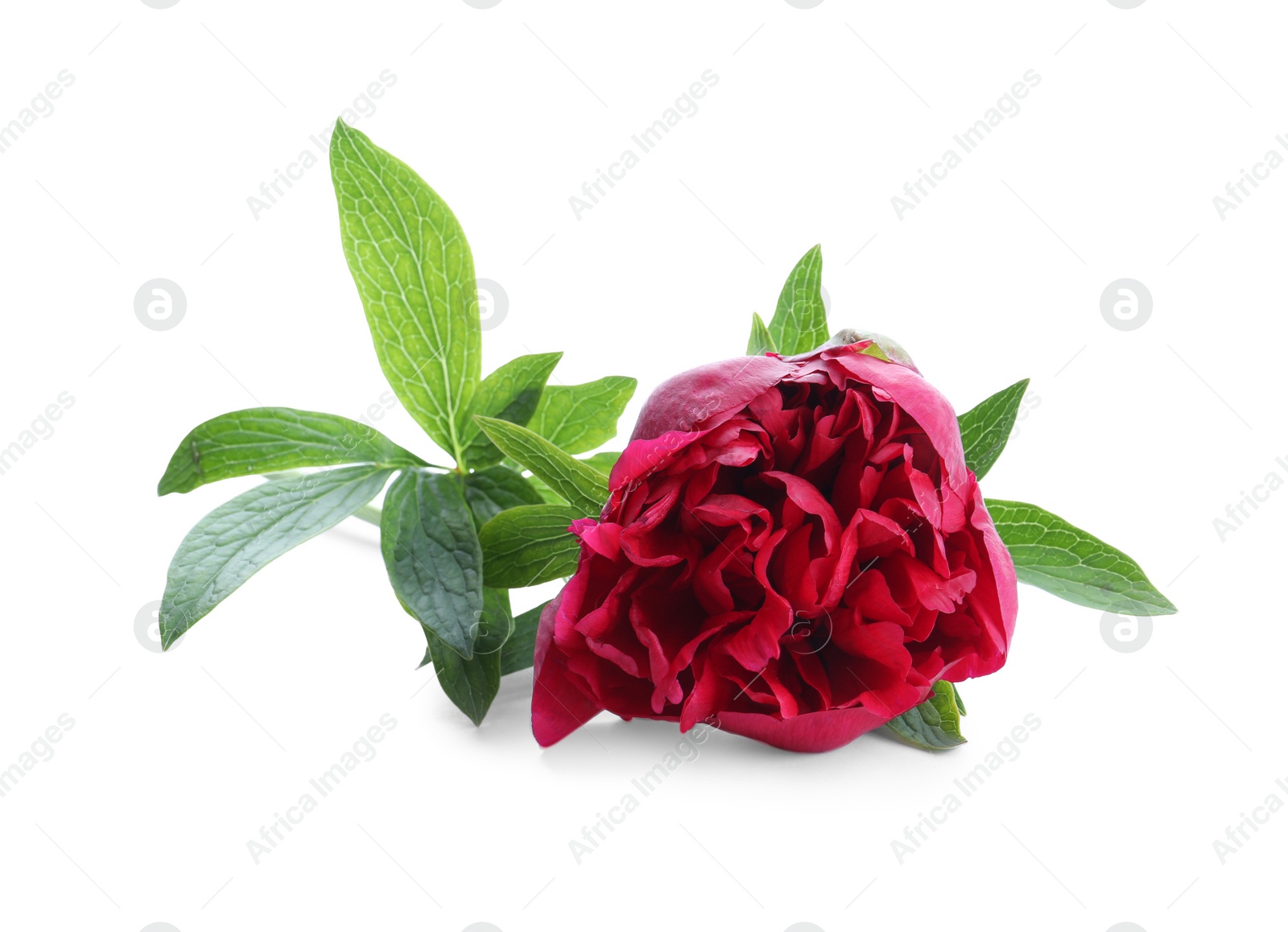 Photo of Beautiful red peony with leaves isolated on white