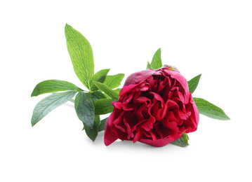 Photo of Beautiful red peony with leaves isolated on white