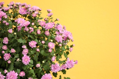 Photo of Fresh pink chrysanthemum flowers on yellow background. Space for text