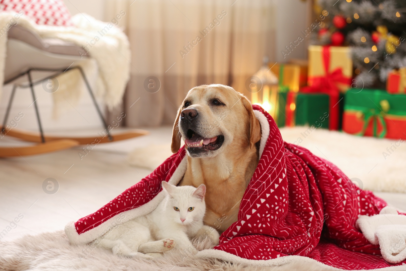 Photo of Adorable dog and cat together under blanket at room decorated for Christmas. Cute pets