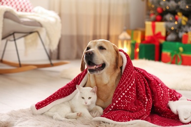 Adorable dog and cat together under blanket at room decorated for Christmas. Cute pets