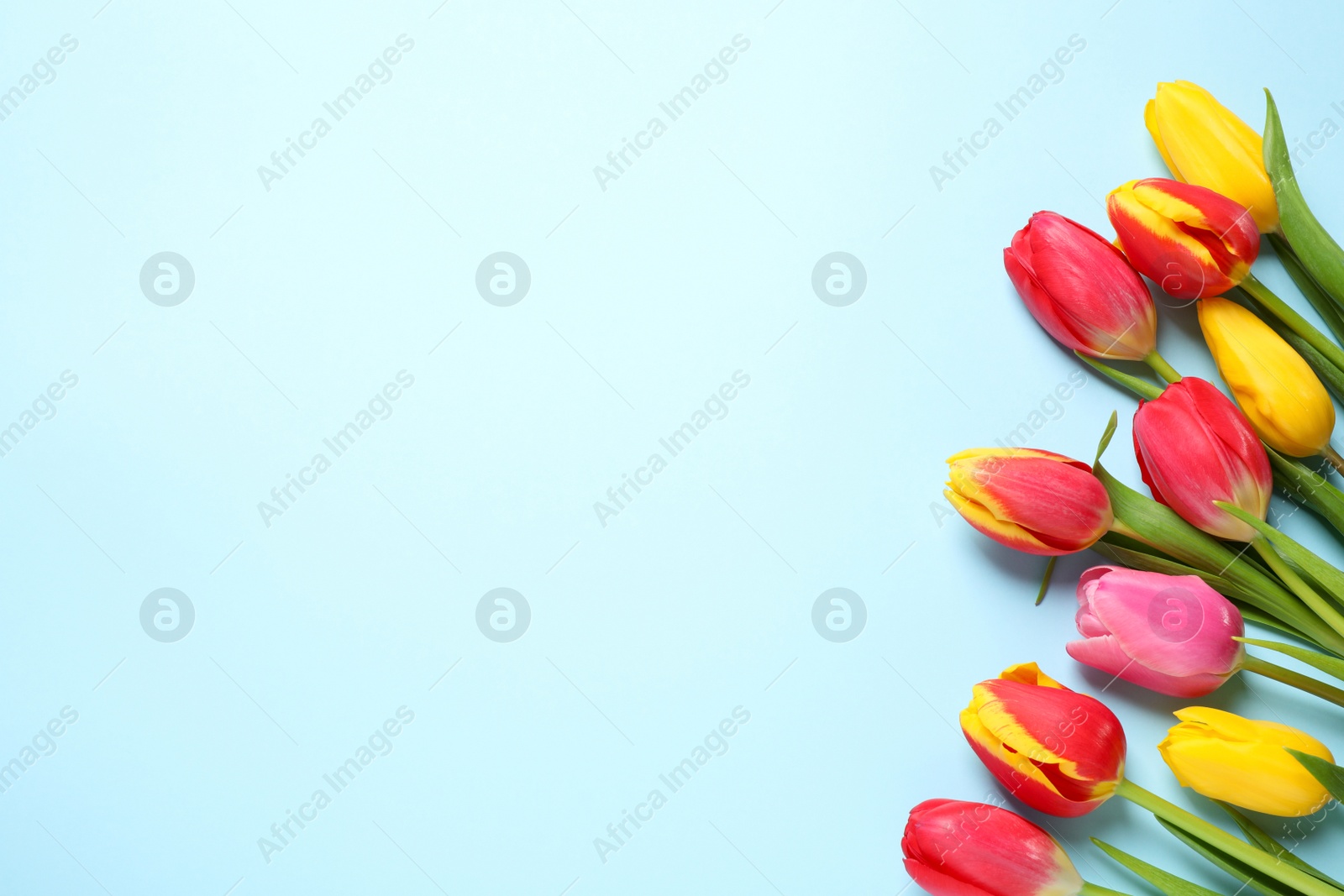 Photo of Beautiful spring tulips on light blue background, flat lay. Space for text