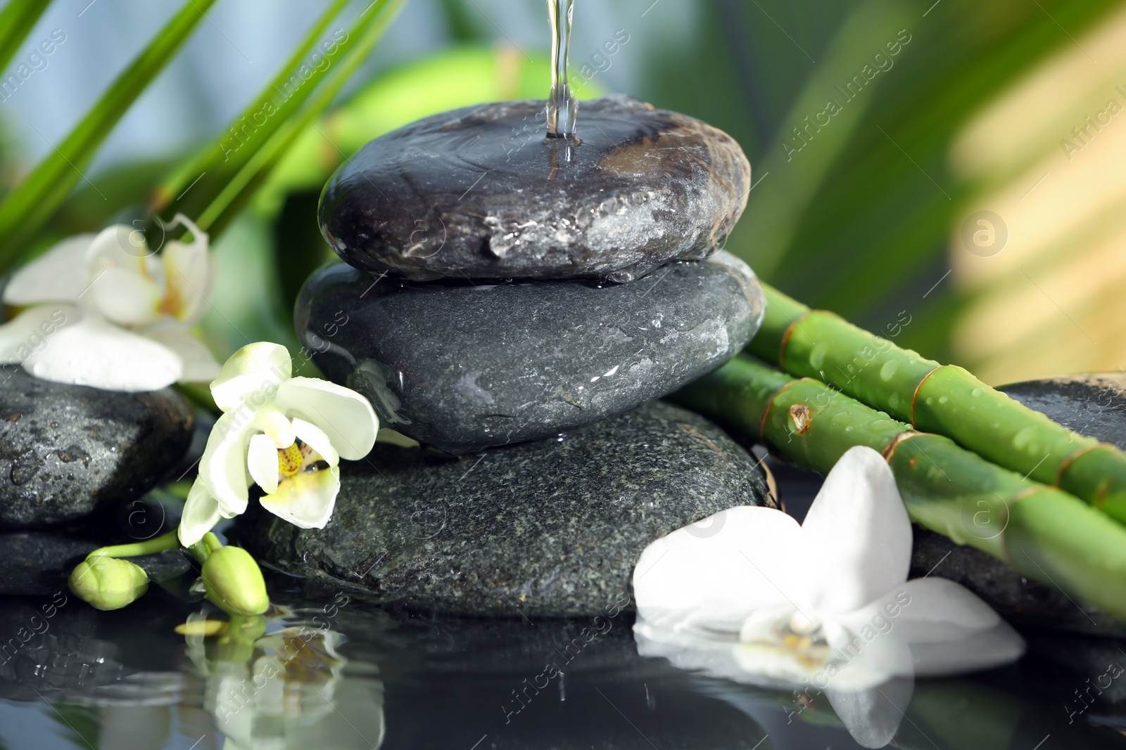 Photo of Spa stones, flowers and bamboo branches in water