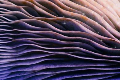 Fresh psilocybin mushroom, macro view. Gills of magic mushroom with stars, color toned