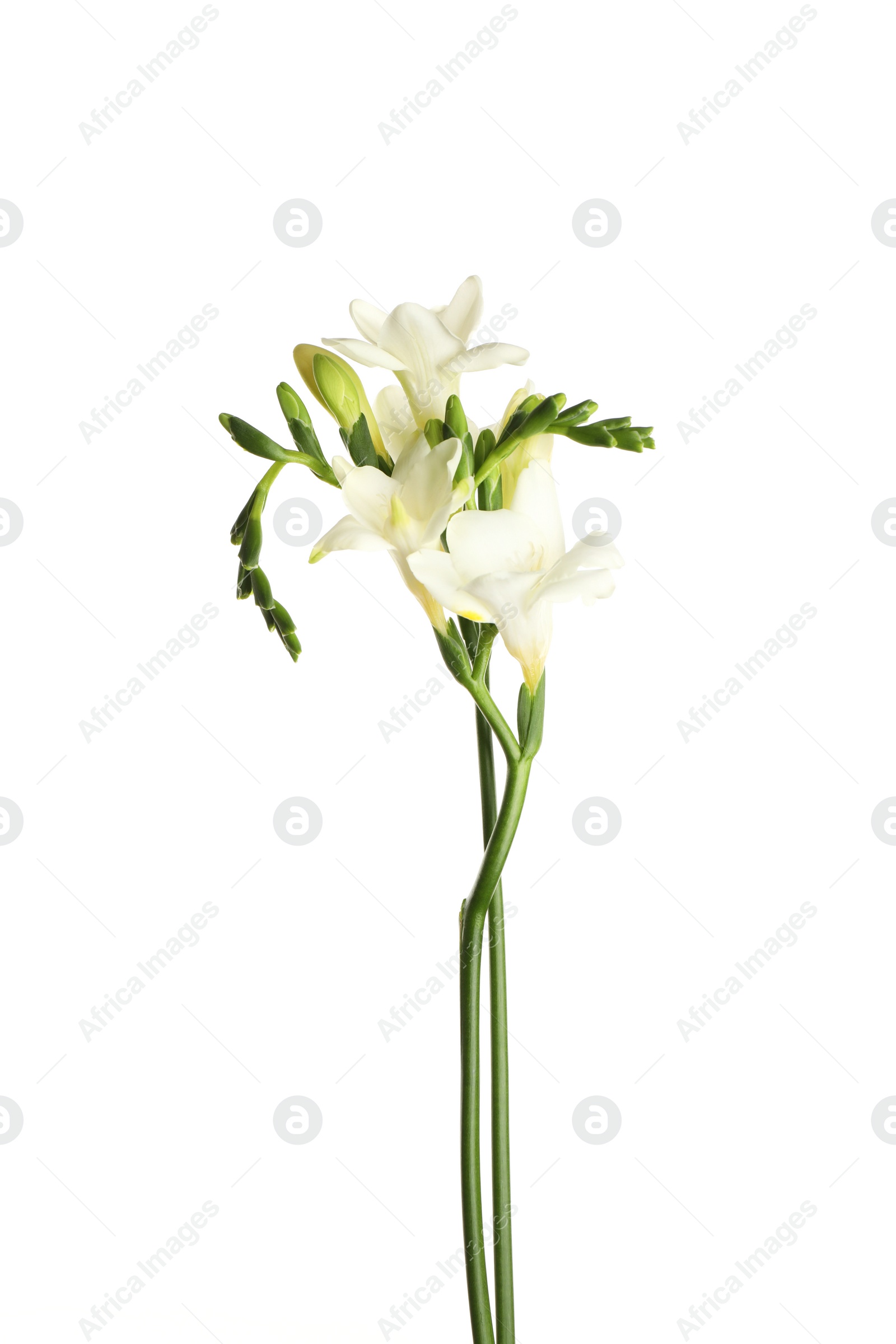 Photo of Beautiful blooming freesia flowers isolated on white