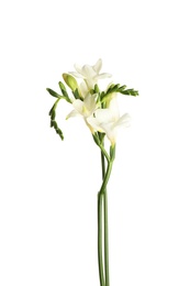 Photo of Beautiful blooming freesia flowers isolated on white