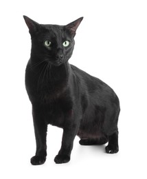 Photo of Adorable black cat with green eyes on white background. Lovely pet