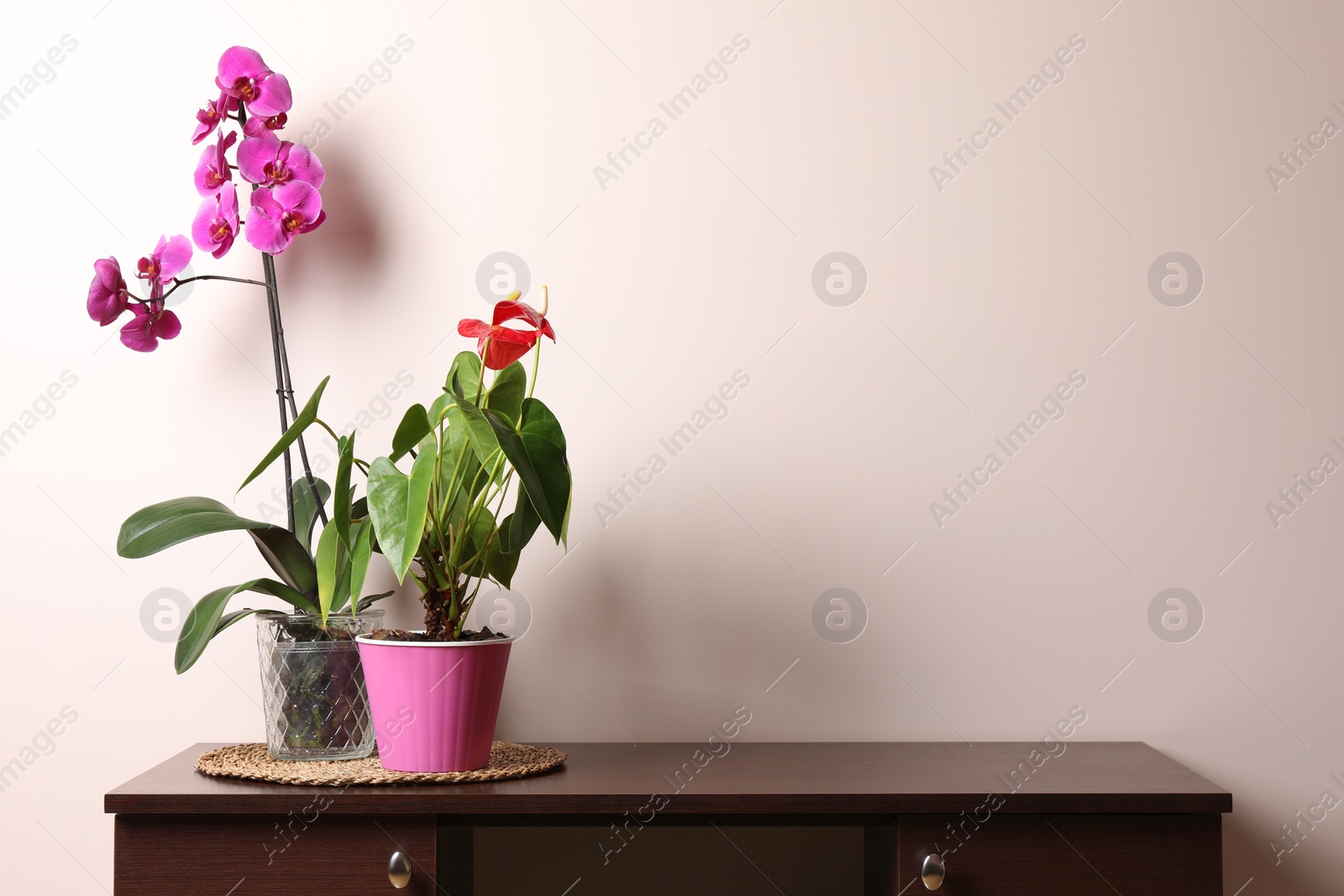 Photo of Beautiful houseplants in pots on table near beige wall. House decor