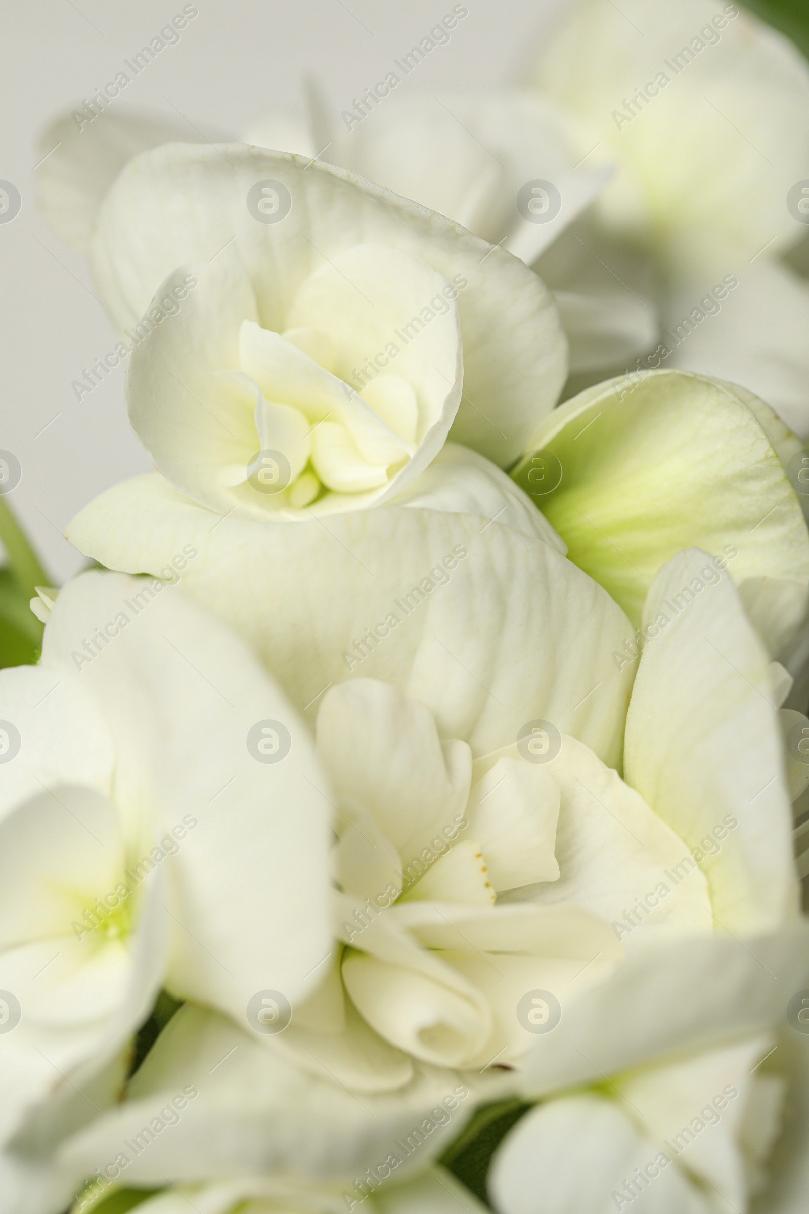 Photo of Beautiful white geranium flowers as background, closeup