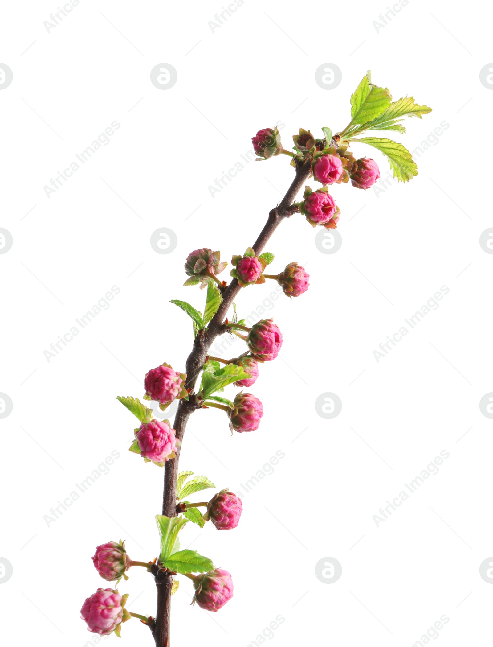 Photo of Beautiful blossoming branch on white background