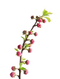 Photo of Beautiful blossoming branch on white background