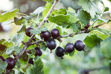 Photo of Black currant berries on bush outdoors, closeup