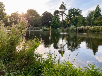 Photo of Beautiful view of different plants near lake on sunny day