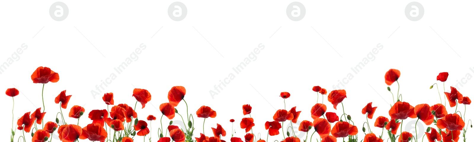 Image of Beautiful red poppy flowers on white background. Banner design