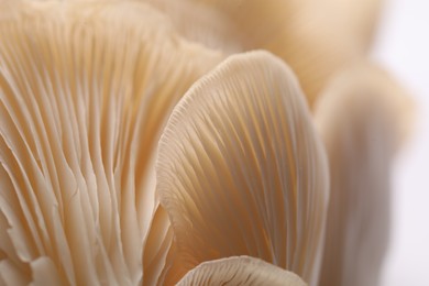 Photo of Fresh oyster mushrooms on white background, macro view