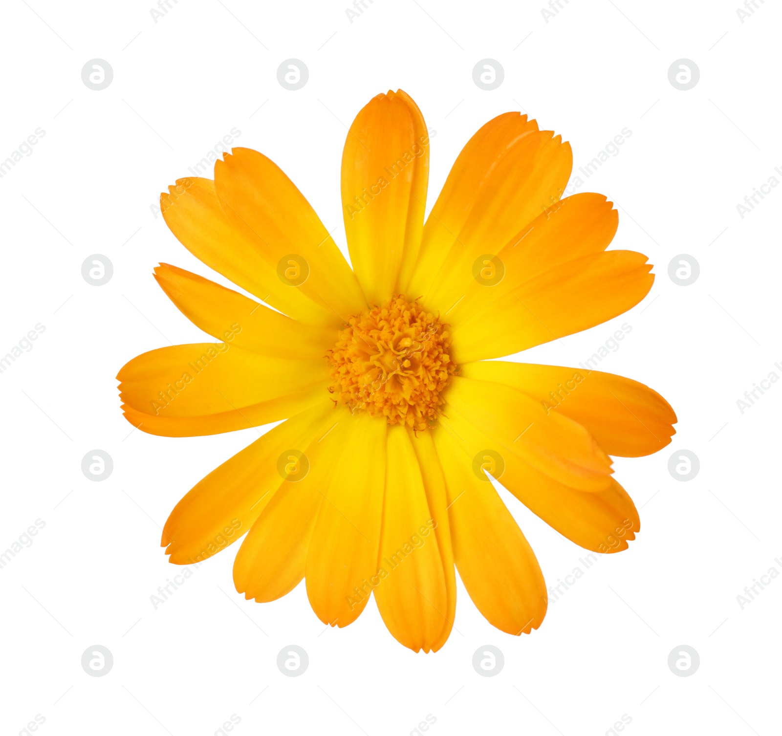 Photo of Fresh beautiful calendula flower isolated on white