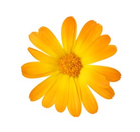 Fresh beautiful calendula flower isolated on white