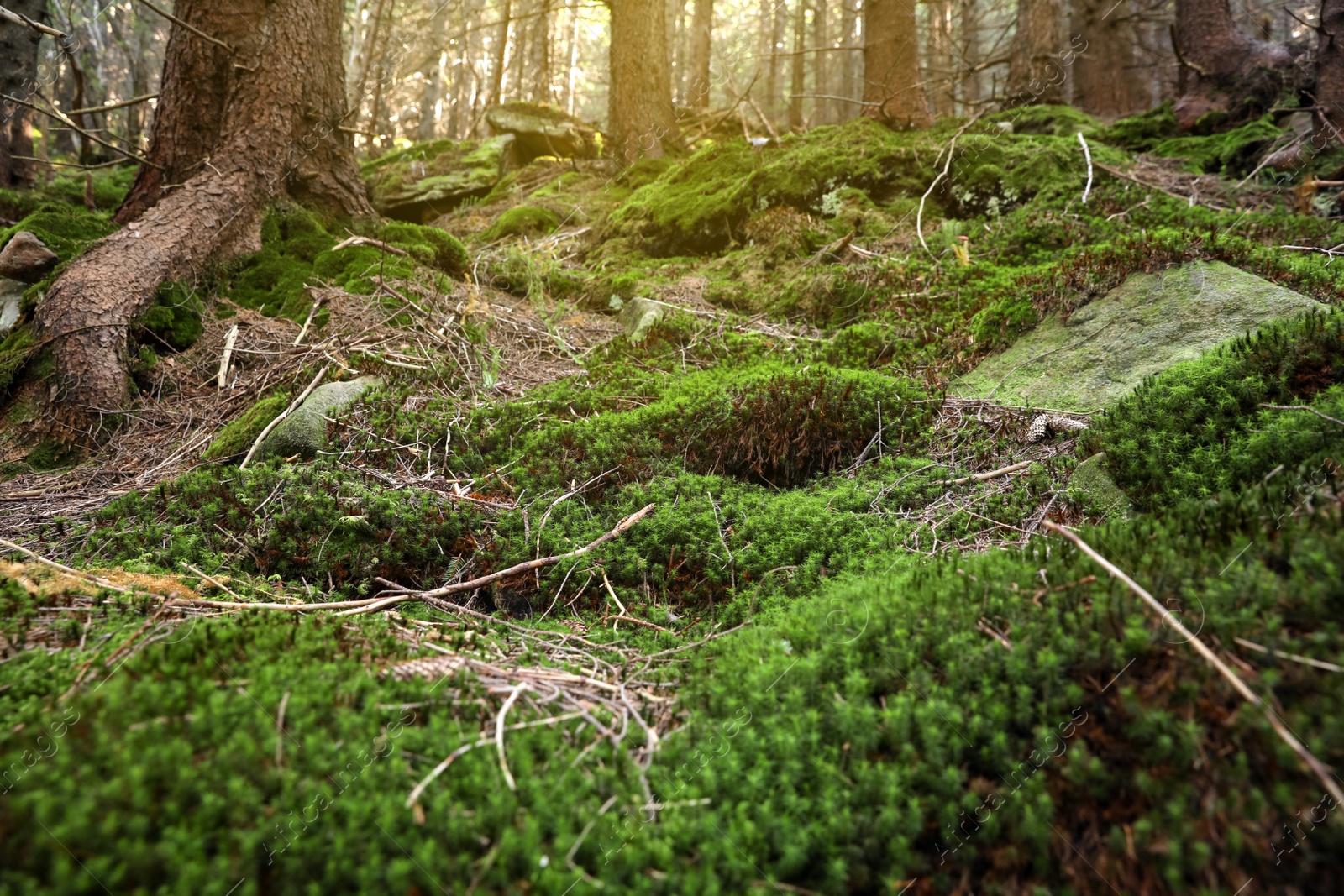 Photo of Ground covered with bright moss in forest