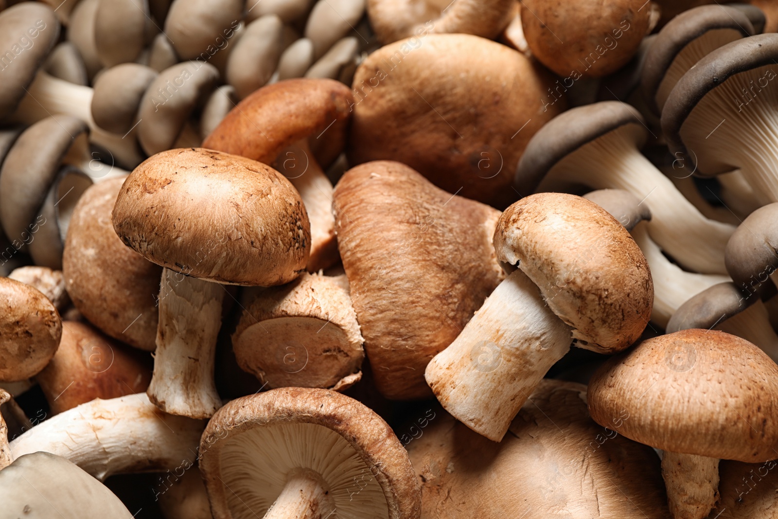 Photo of Different fresh wild mushrooms as background, closeup