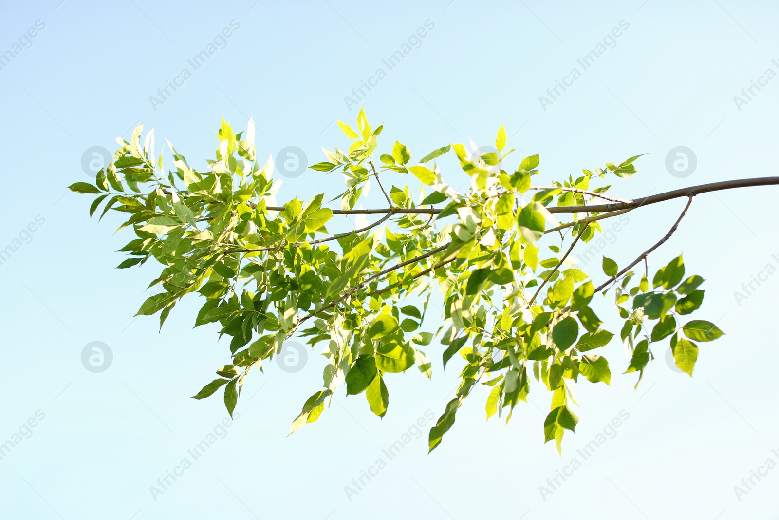 Photo of Beautiful tree branch with green leaves outdoors