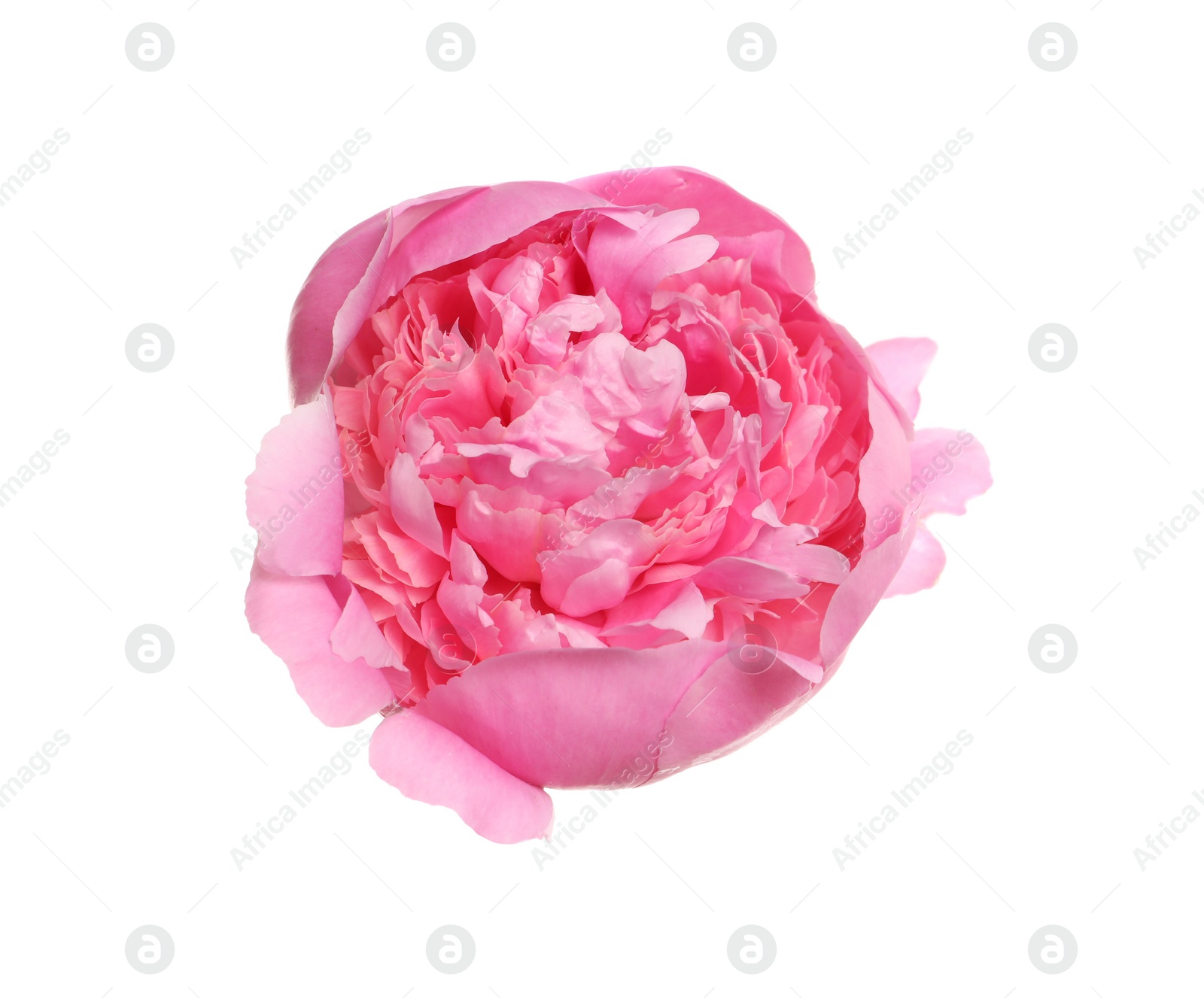 Photo of Beautiful fresh peony flower on white background, top view