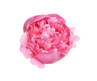 Beautiful fresh peony flower on white background, top view