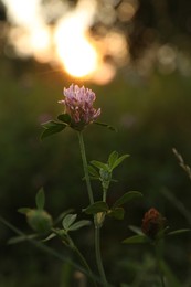 Photo of Beautiful view of clover flower growing at sunset outdoors