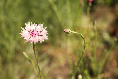 Photo of Beautiful pink cornflower outdoors on sunny day, closeup