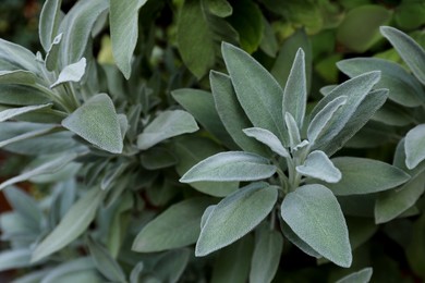 Photo of Beautiful sage plant with green leaves growing outdoors, closeup