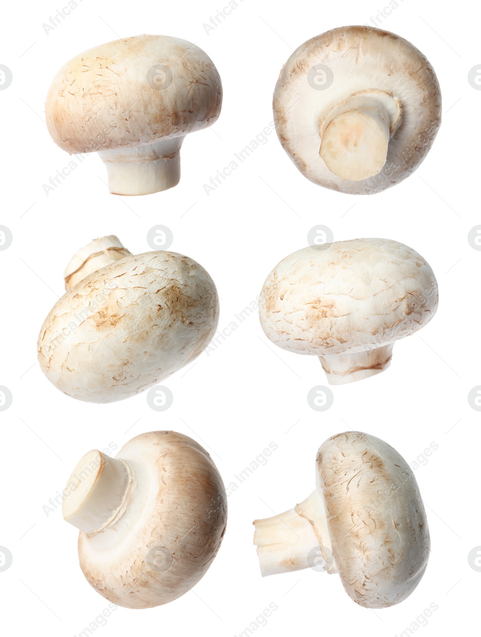 Image of  Set with fresh champignon mushrooms on white background