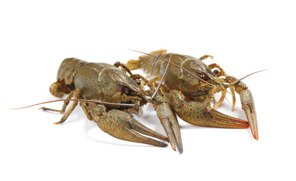 Photo of Fresh raw crayfishes isolated on white. Healthy seafood