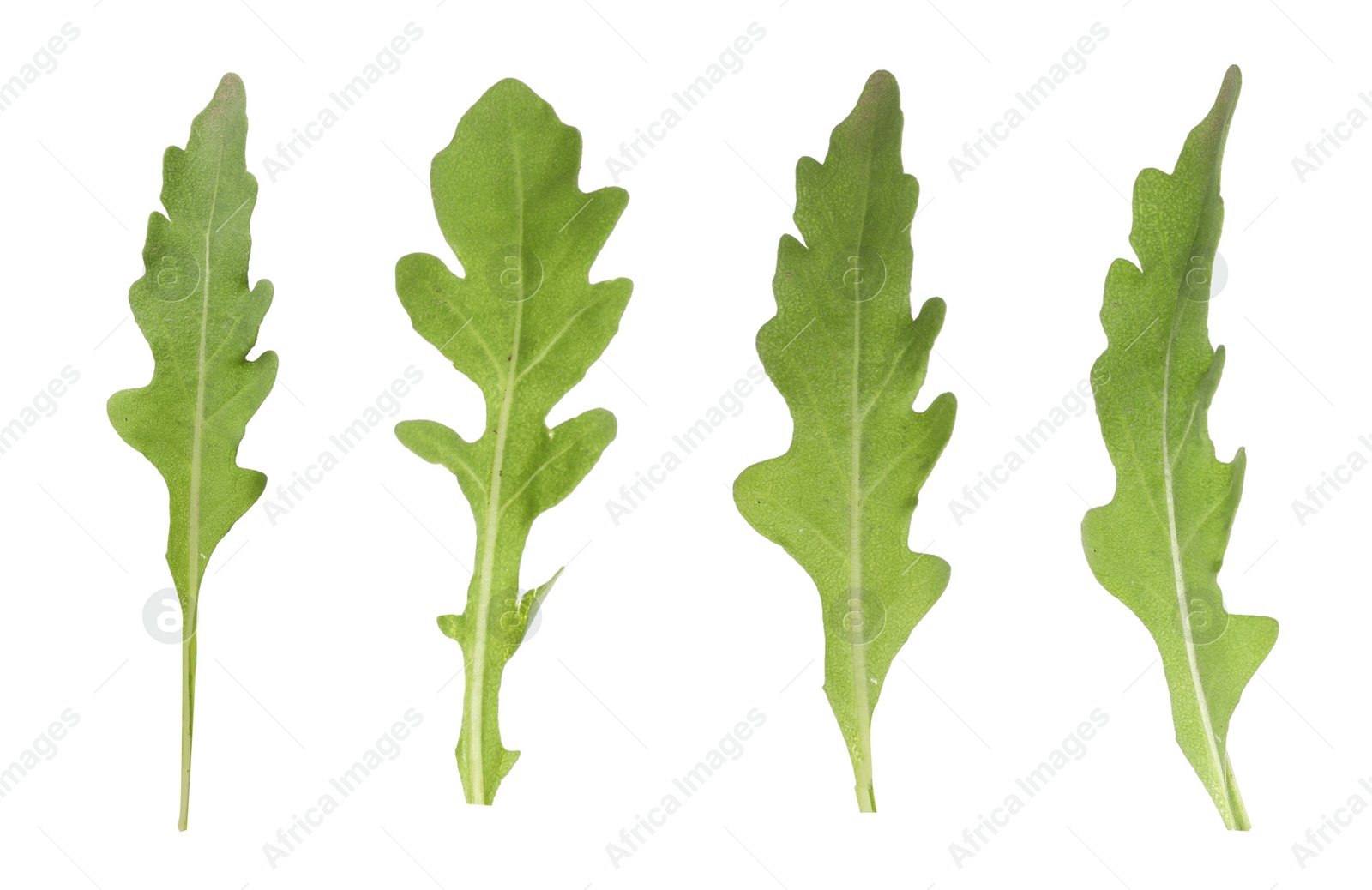 Image of Set of green arugula leaves on white background 