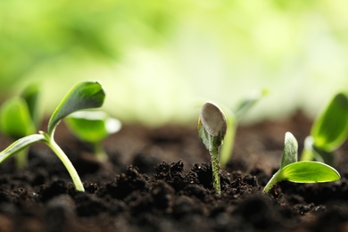 Young vegetable seedlings growing in soil outdoors, space for text