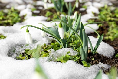 Beautiful blooming snowdrops growing outdoors. Spring flowers