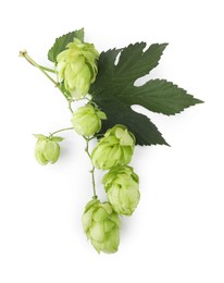 Branch of fresh green hops on white background, top view