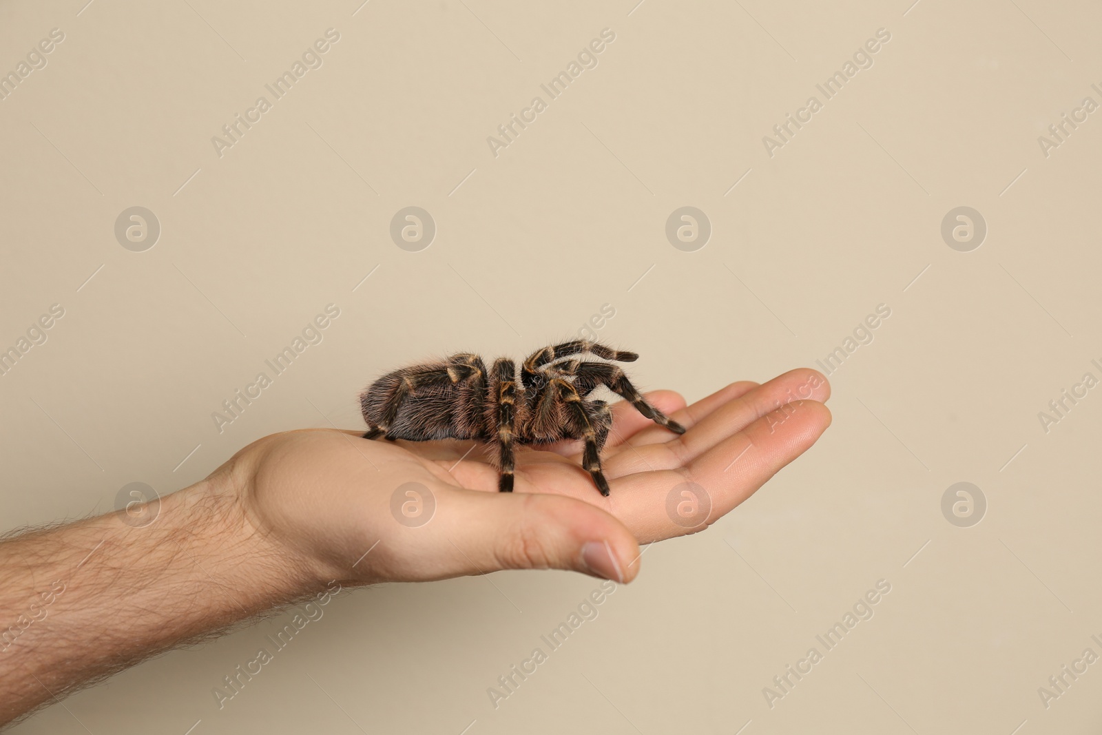 Photo of Man holding striped knee tarantula on beige background, closeup