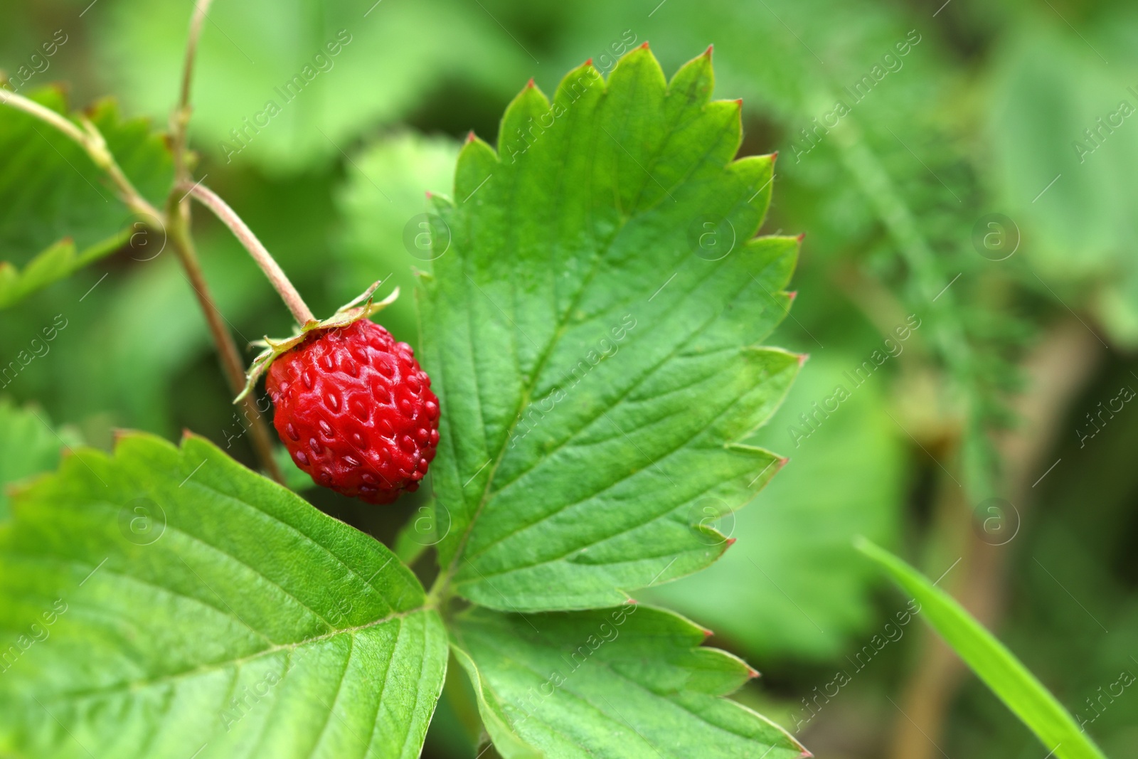 Photo of One small wild strawberry growing outdoors. Space for text