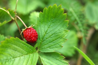 Photo of One small wild strawberry growing outdoors. Space for text