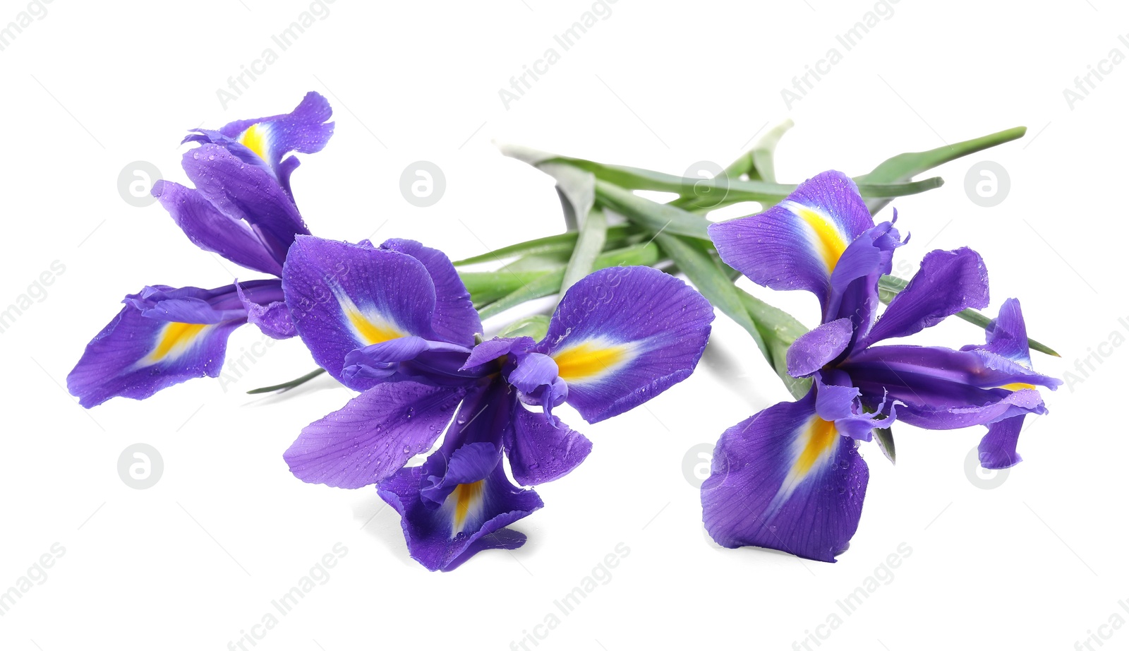 Photo of Beautiful violet iris flowers with water drops isolated on white