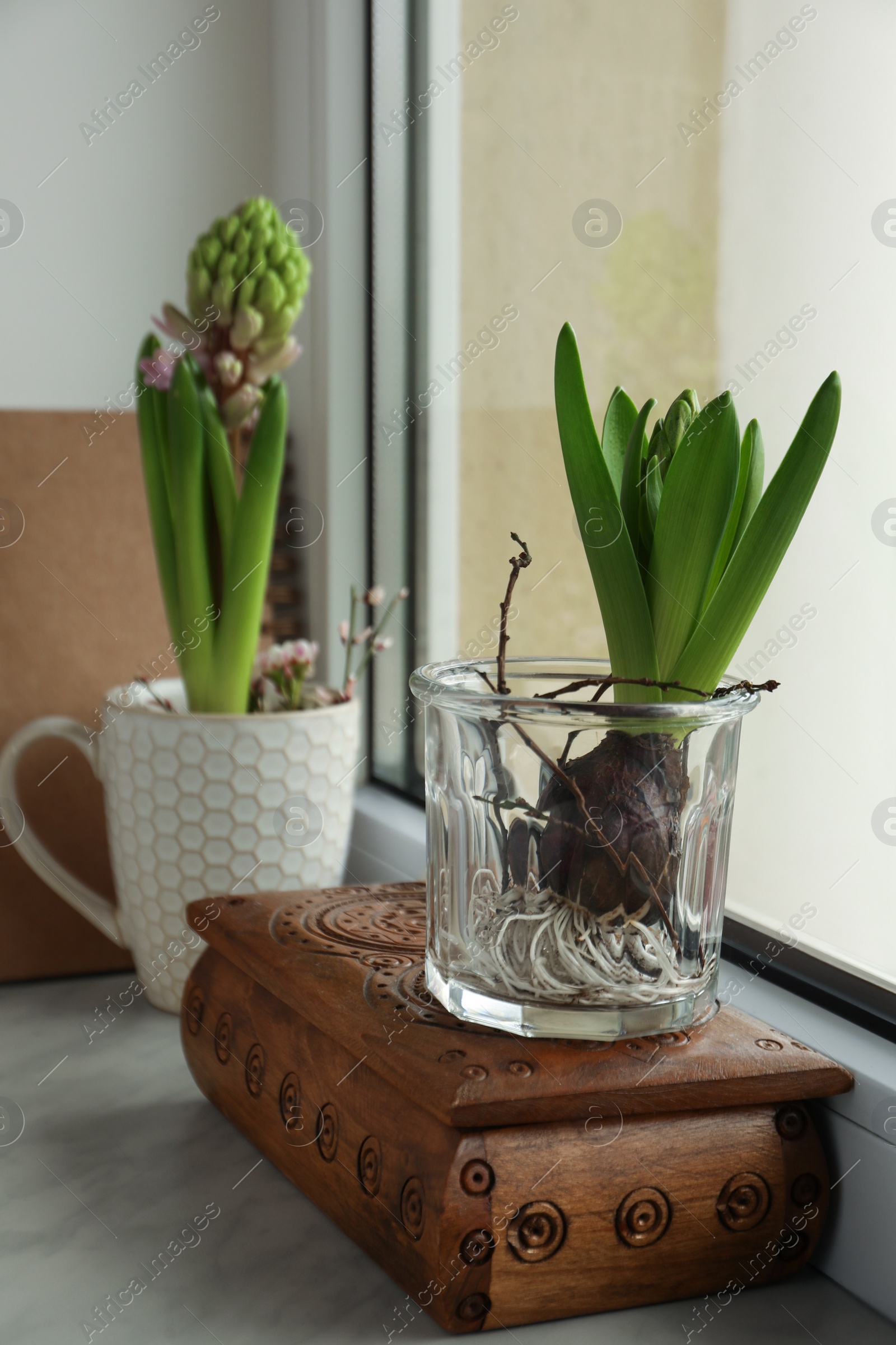 Photo of Beautiful bulbous plants on windowsill indoors. Spring time