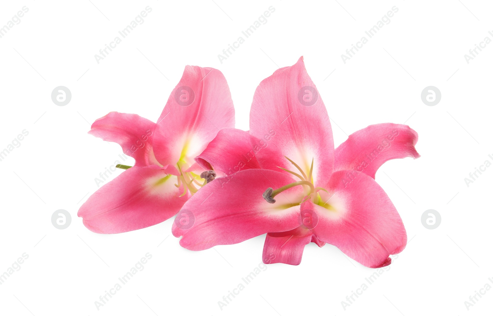 Photo of Beautiful pink lily flowers isolated on white