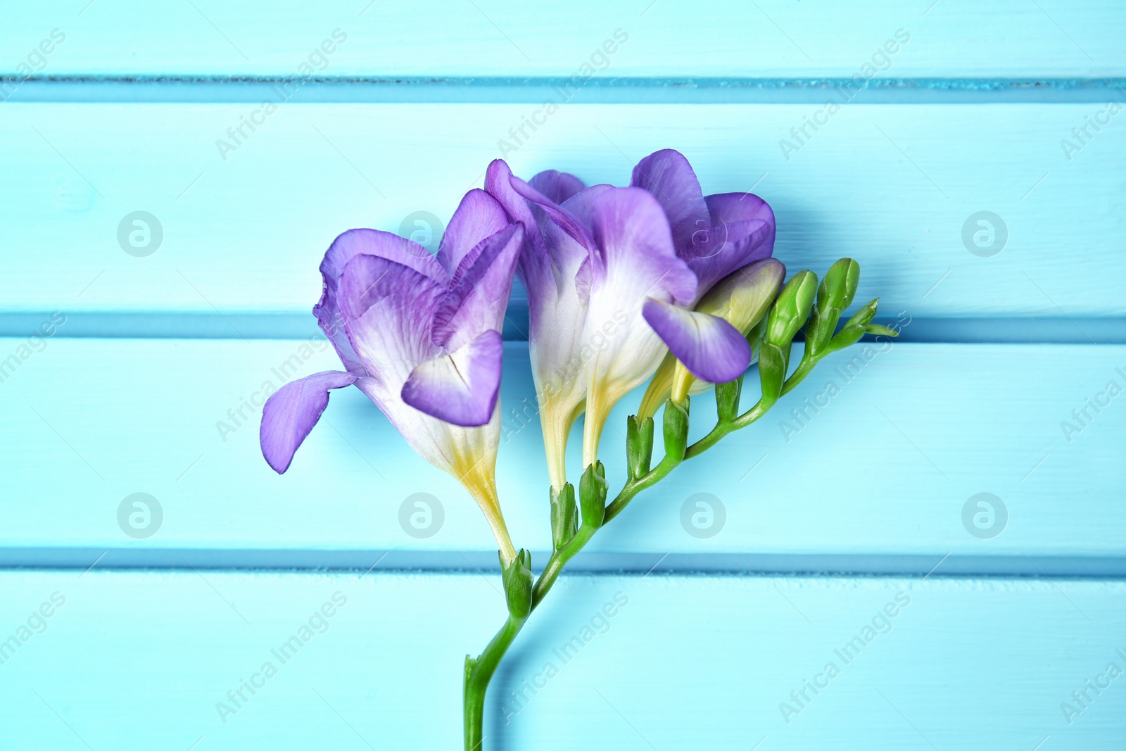 Photo of Beautiful freesia on wooden background