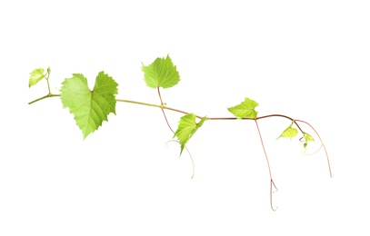 Fresh grapevine with leaves isolated on white