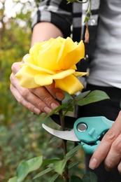 Photo of Woman pruning beautiful rose stem by secateurs in garden, closeup