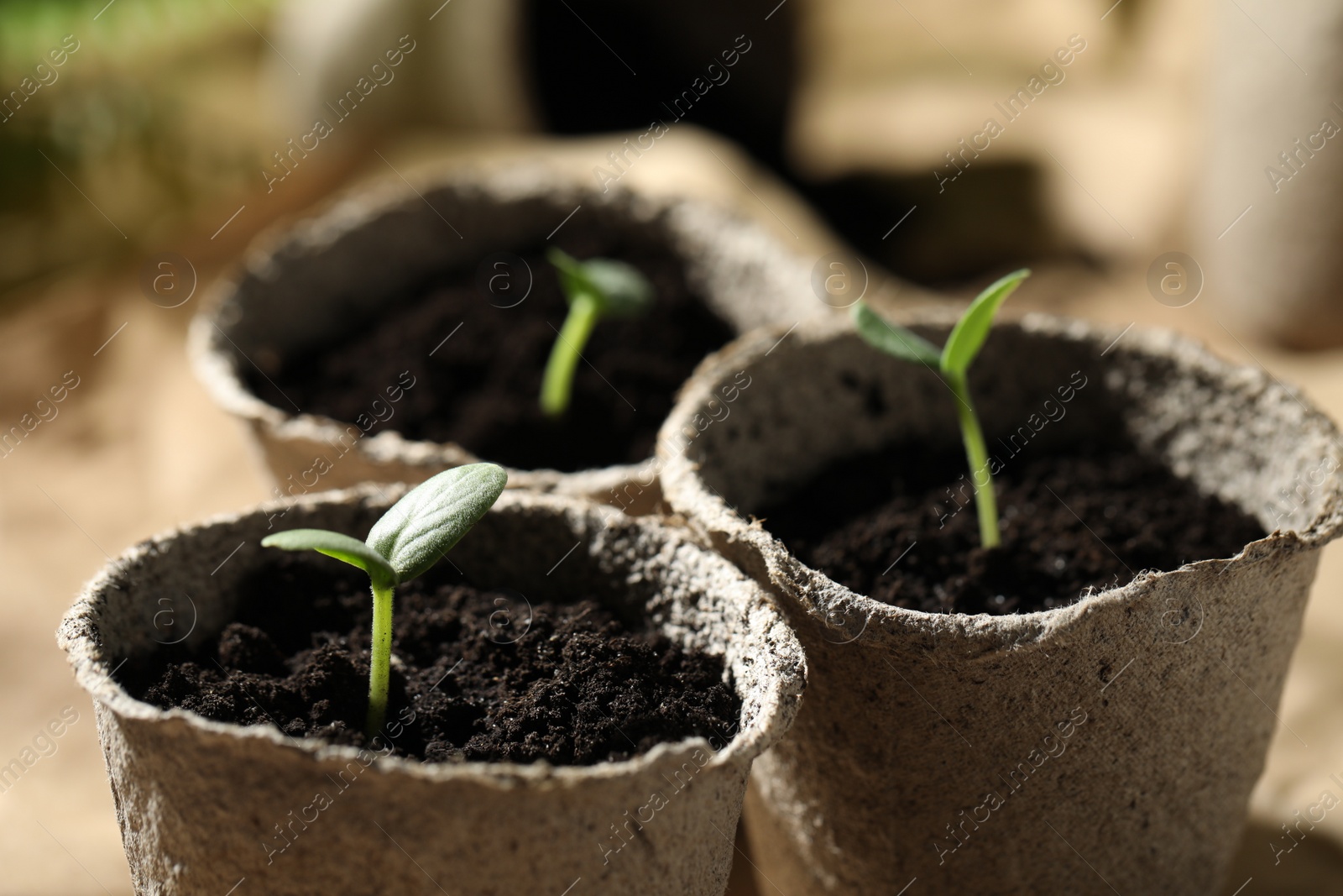 Photo of Young seedlings in peat pots, closeup view