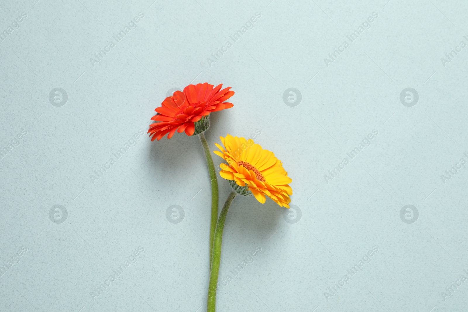 Photo of Beautiful colorful gerbera flowers on light background, flat lay